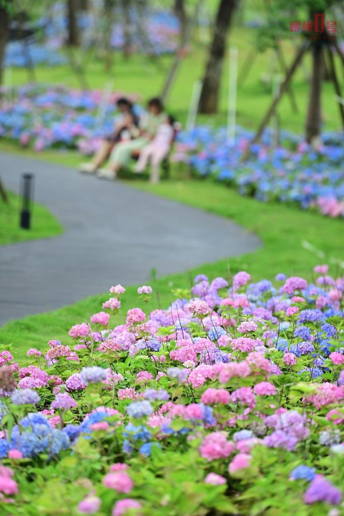 花期预计到7月！柳州绣球花开浪漫氛围拉满