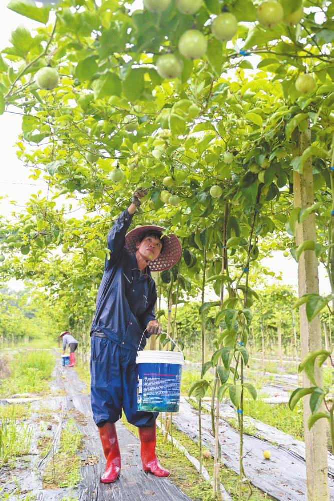 海口秀英区玉下村：藤下硕果香满园 增收致富日子甜