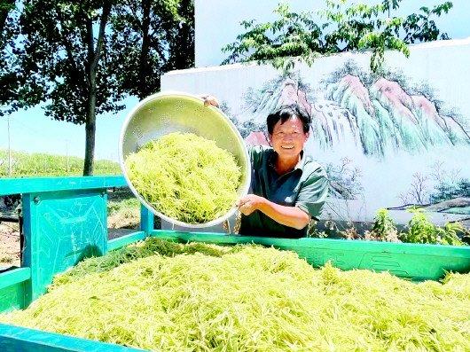 “强村贷”让金银花开出“金银”来