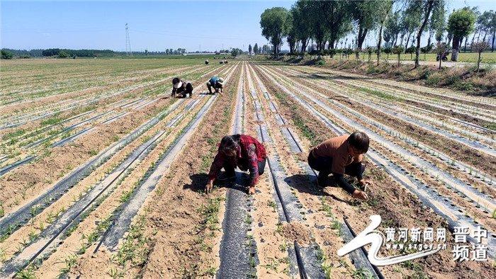 晋中国家农高区：上过太空的种子播种了