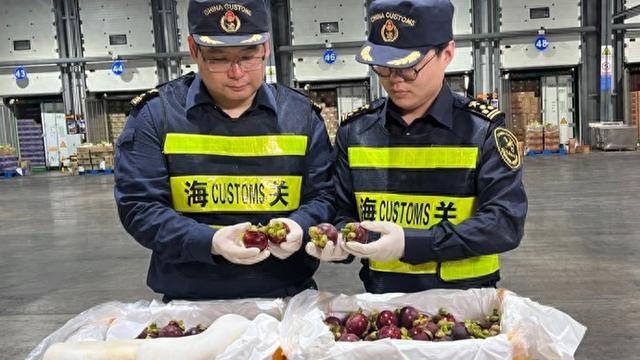 泰国榴莲空港进口翻倍了！巴拿马金菠萝、厄瓜多尔麒麟果“输华首站”选对上海