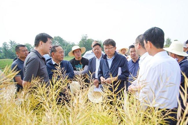 甘肃省旱寒区冬油菜扩面积提产能观摩会在镇原县召开