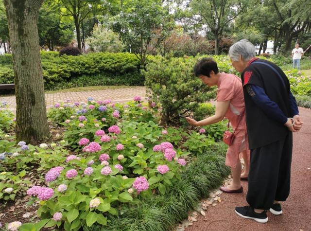 金山的“莫奈花园”，你打卡了吗？