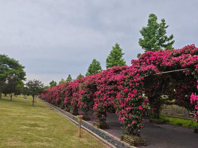 来看看初夏的郊野公园吧！