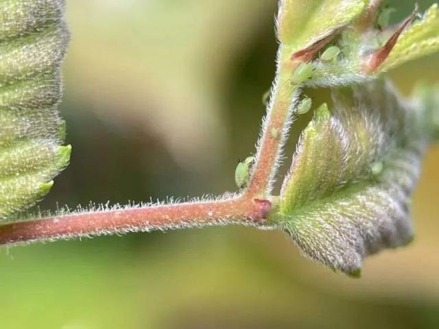 受不了了！上海近期高发！地上、车上全都黏糊糊！有人急着花钱“精洗”，结果发现……