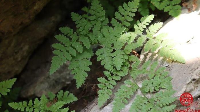 龙洞生物多样性调查 记录各类物种超两千种 发现濒危植物8种