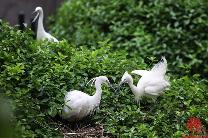 龙洞生物多样性调查 记录各类物种超两千种 发现濒危植物8种