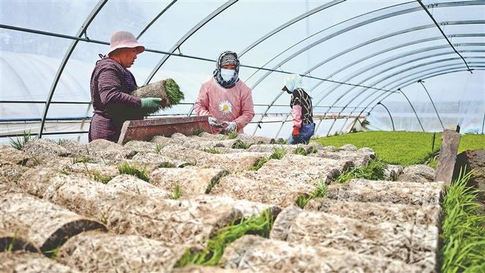 牡丹江  耕种马力足 粮食生产开门稳