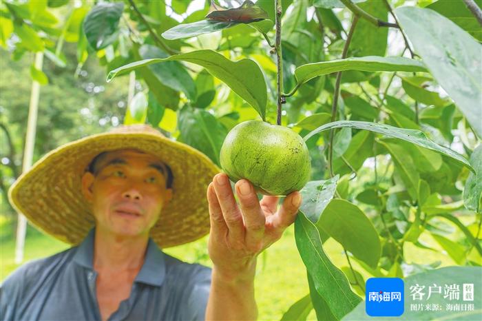 白沙与海垦龙江垦地联动打造两千五百亩“苗木超市”，延伸苗木产业链条