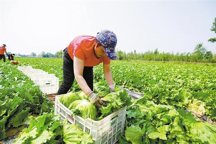 “订单式销售”让球生菜不愁卖