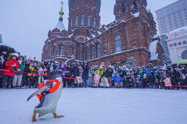 哈尔滨极地公园《百亿IP淘学企鹅为哈尔滨冰雪代言》获虎啸奖金奖