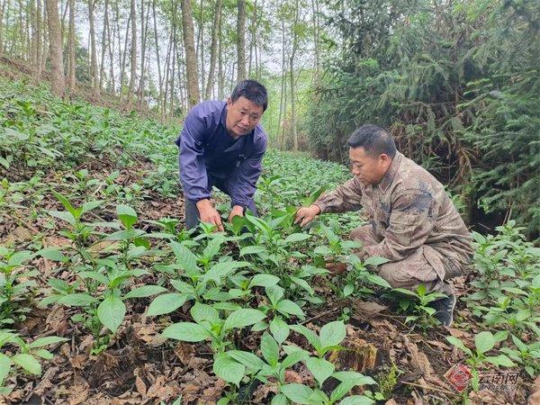 云南屏边：培育壮大“林药”优势产业 助推乡村振兴