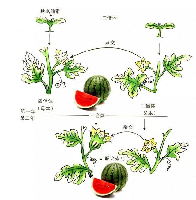 无籽西瓜的籽都去哪儿了？