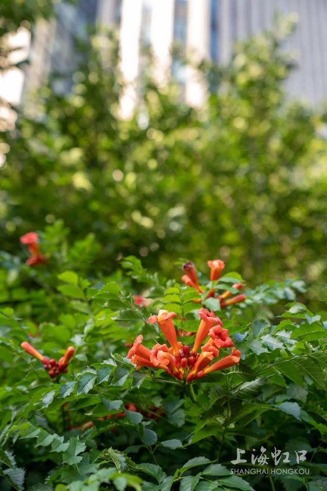 凌霄花开！看，这是属于夏天的颜色