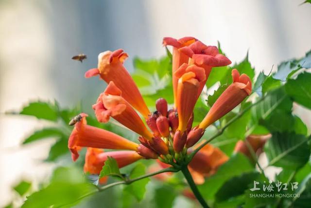 凌霄花开！看，这是属于夏天的颜色