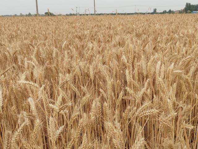 麦收季河南周口农户讲述：灌浆期遇干旱，有人打算屯粮缺钱时再卖