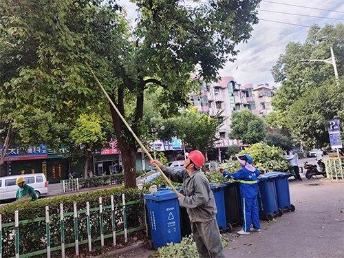 凤台县园林管理处：开展树木修剪  确保供电安全运行
