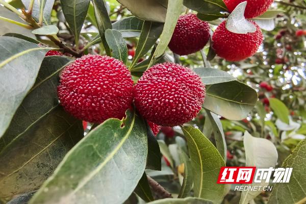 益阳有点甜②｜会龙山“杨”气上新 畅享夏日“梅”好时光