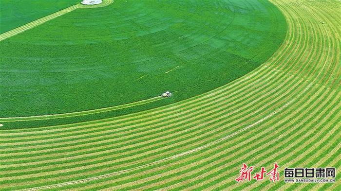 【图片新闻】民乐县大力发展牧草产业