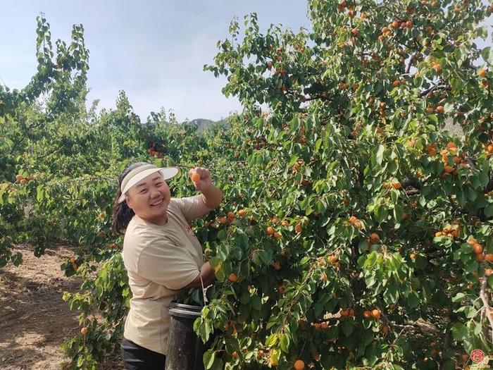 杏熟了！快到普集窝陀村采摘属于你的小“杏”运吧！