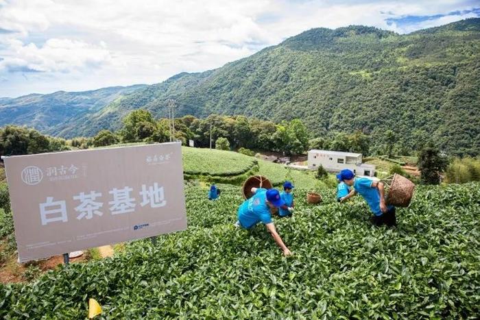 润古今打造福鼎白茶供应链，助力好茶出山