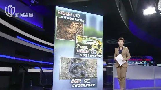 上海市民：世纪公园有蛇，一米多长！多座公园都监测到过，专家提醒→