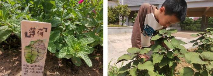 妙笔绘百草　丹心传国粹——合肥市习友小学五年级中草药种植系列活动