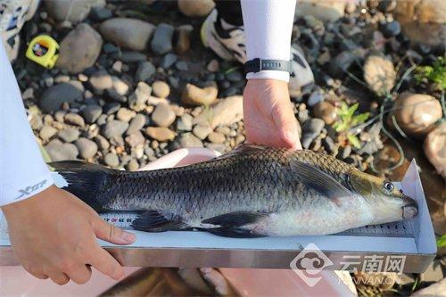 云南昭通水富监测到鱼类50余种 水生生物多样性恢复向好