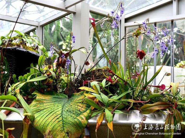 一生只开一次的苦苣苔科植物在辰山开花！正值最佳观赏期