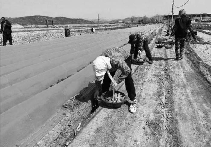 徐屯镇龙湾村抢抓农时开展生姜种植