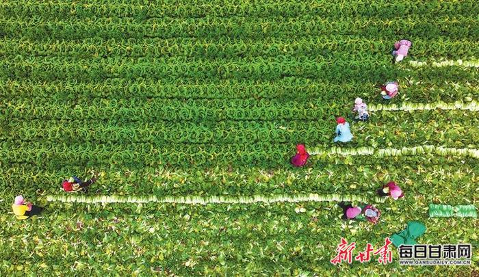 【图片新闻】张掖郭家堡村蔬菜基地工人采收娃娃菜