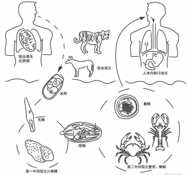 不吃死虾，不吃虾头，不要生食……小龙虾的正确吃法来了→