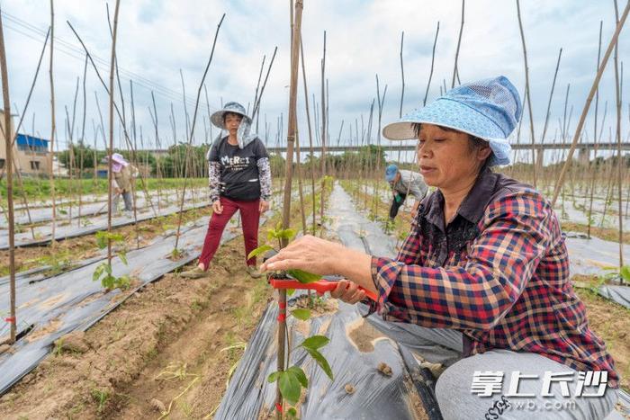 兴马洲，其兴可待｜走读湘江长沙洲岛大型融媒调查报告①