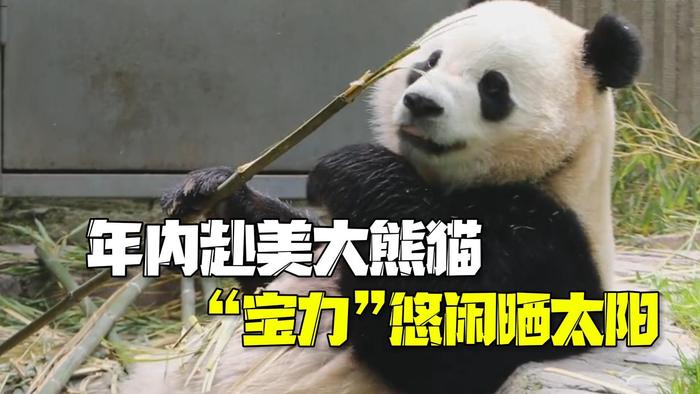 年内赴美的大熊猫“宝力” 在熊猫中心晒太阳吃竹子散步～
