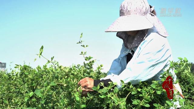 千城百县看中国｜河北巨鹿：金银花“链”起致富路