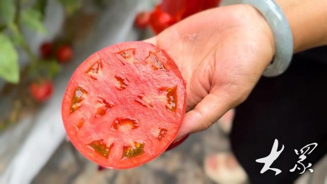 番茄、西瓜都有好几种颜色，240余份蔬菜新品种云集观摩会