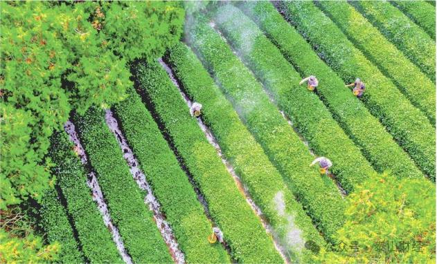 地方国资再造日照绿茶集团，推动绿茶宣传登央视黄金档