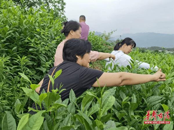 湖南九嶷职业技术学院三支部开展主题党日活动