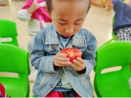 灞桥区狄寨三幼：小番茄，大世界—班自然教育课程故事