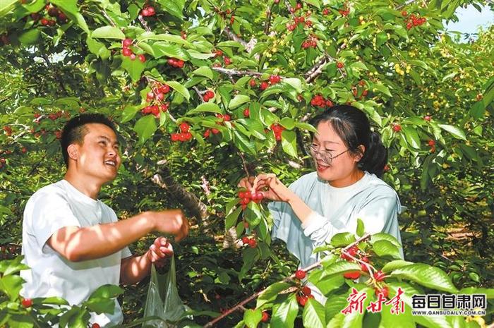 【图片新闻】陇西县首阳镇水月坪村樱桃进入成熟期