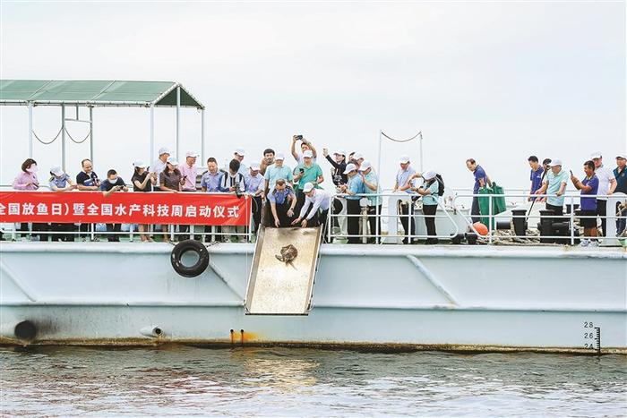 深圳举办增殖放流活动 近600万鱼虾苗放流大鹏湾