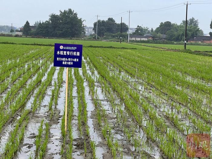 水稻机械化种植产量效益如何再提高？一场观摩会上的问与答