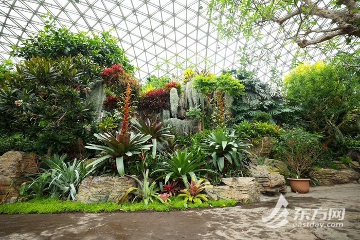 端午假期相约辰山植物园，大型卷瓣凤梨展即将开幕