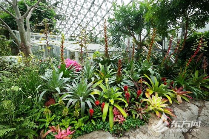 端午假期相约辰山植物园，大型卷瓣凤梨展即将开幕