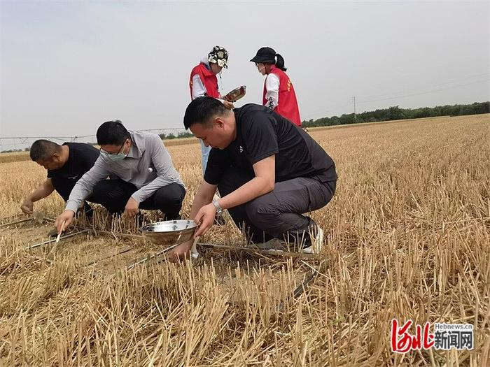 三夏直击｜比比谁掉落的麦粒少