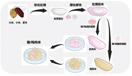 米上长出“肉”  北京食品科学研究院研究团队推出细胞培育肉组合食品