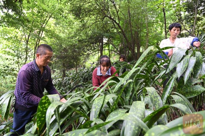 市场观察丨变粽叶为“金叶”，四川这个村20余天粽叶产值超两千万元