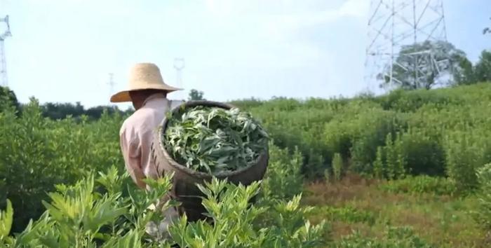 这门“端午”生意火了，一把“草”上百元，有商家月入百万