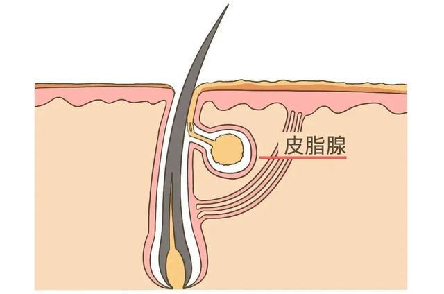 如果一整天没出汗，不洗澡会怎么样？