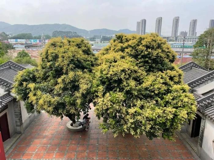 端午假期去哪？打卡神农草堂中医药博物馆，看荔枝树下生长的神秘仙草